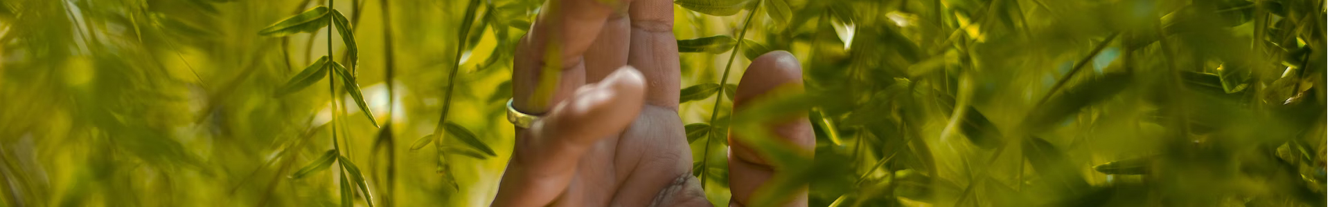 Hand im grünen Wald
