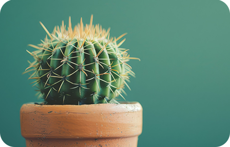 Cactus pflanze