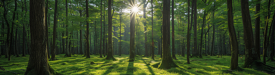 Wald